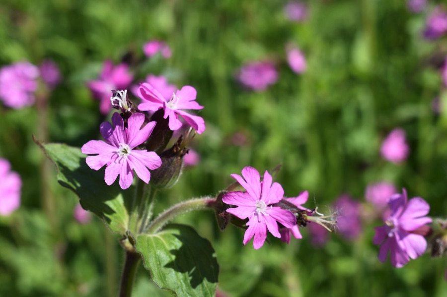 Red campion flowers